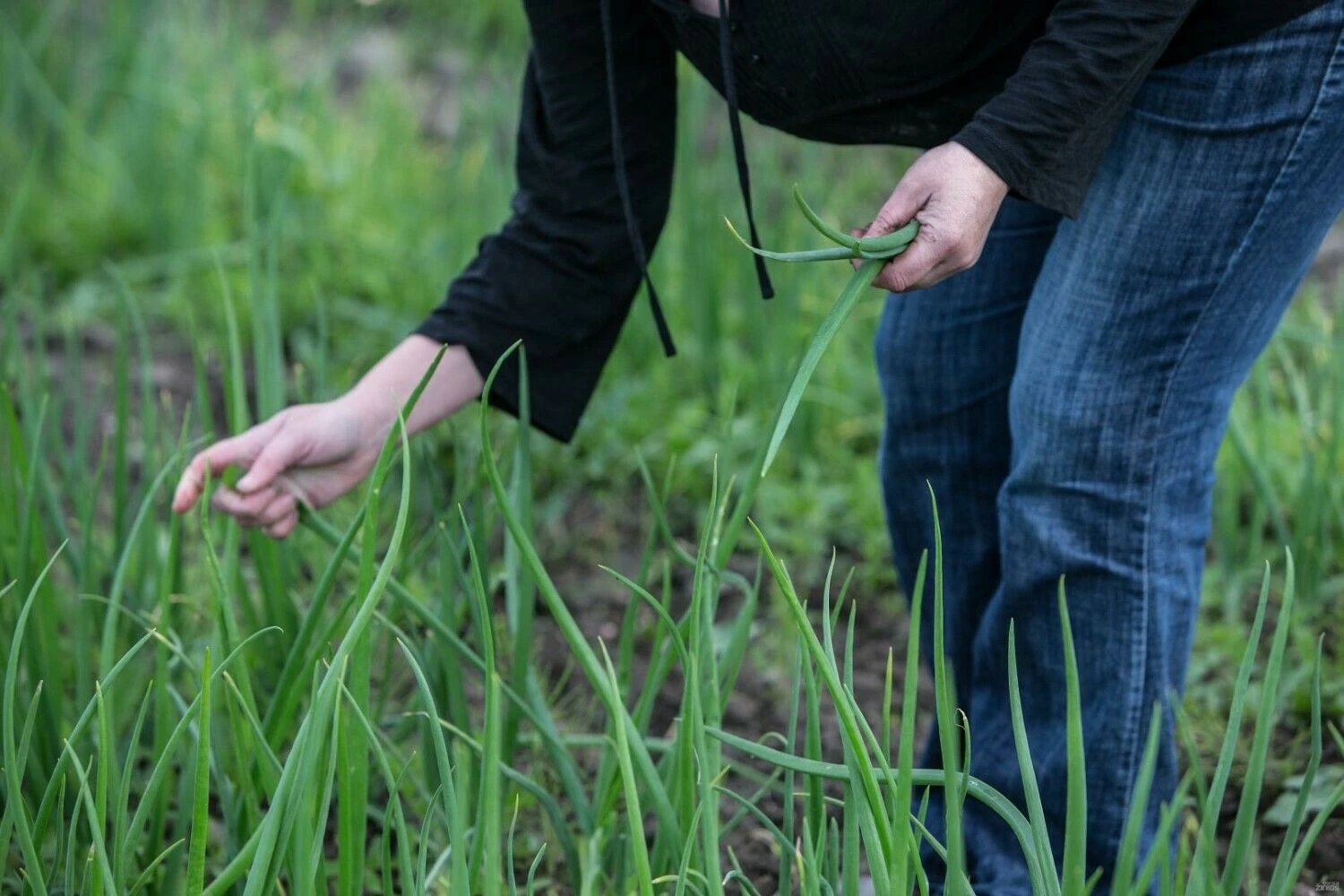 Juditos Grigelytės (VŽ) nuotr.