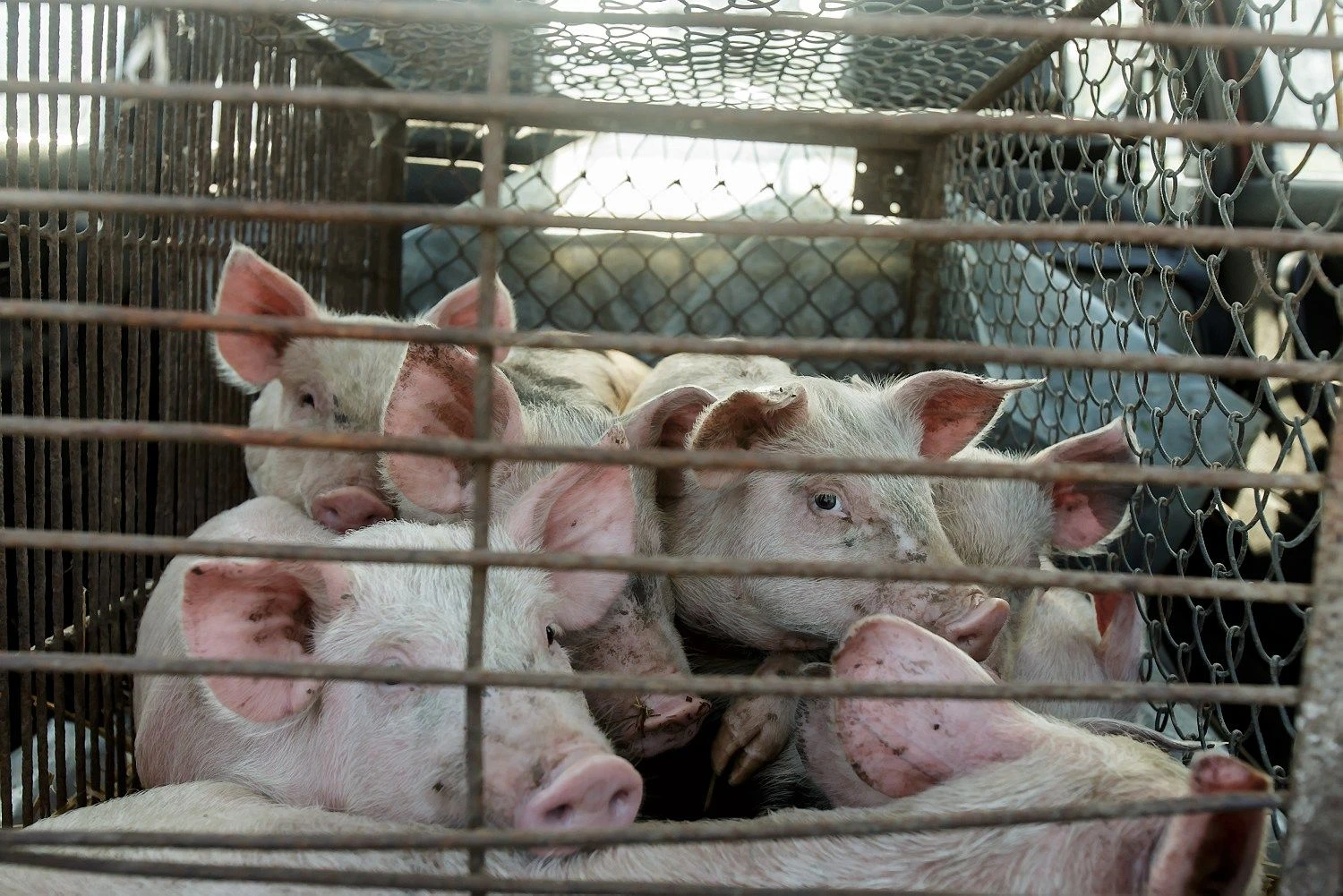 Vladimiro Ivanovo (VŽ) nuotr.