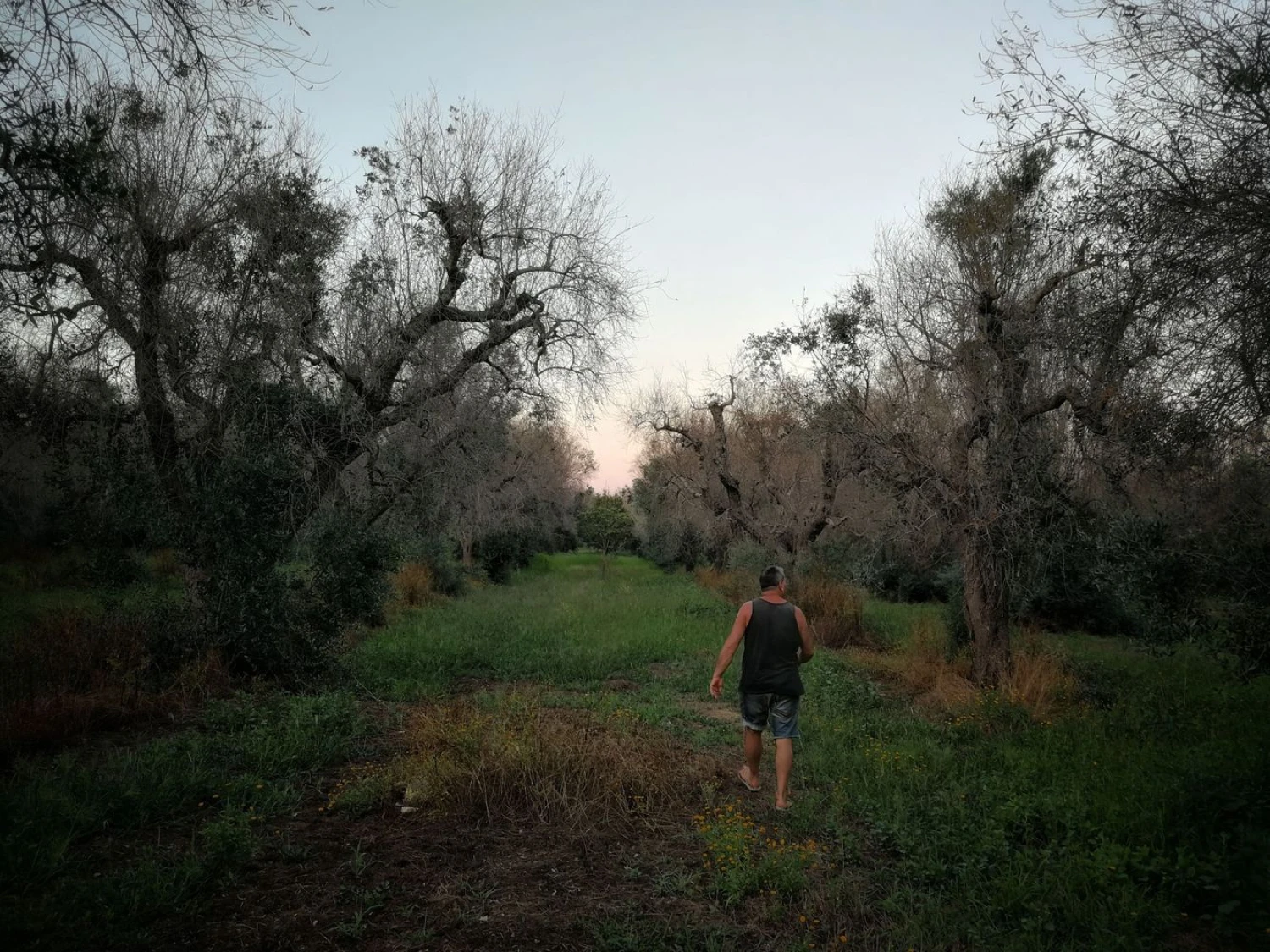 Patogeno ‚Xylella‘ nusiaubti alyvmedžių sodai Italijoje. Gianluca Colonnese (SIPA/“Scanpix“) nuotr. 