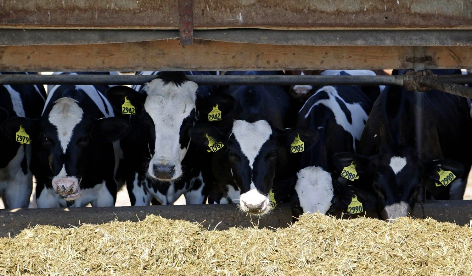 Darreno Haucko („Reuters“ / „Scanpix“) nuotr.