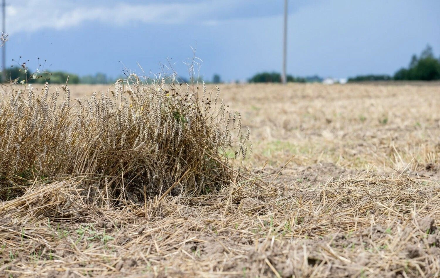 Juditos Grigelytės (VŽ) nuotr.