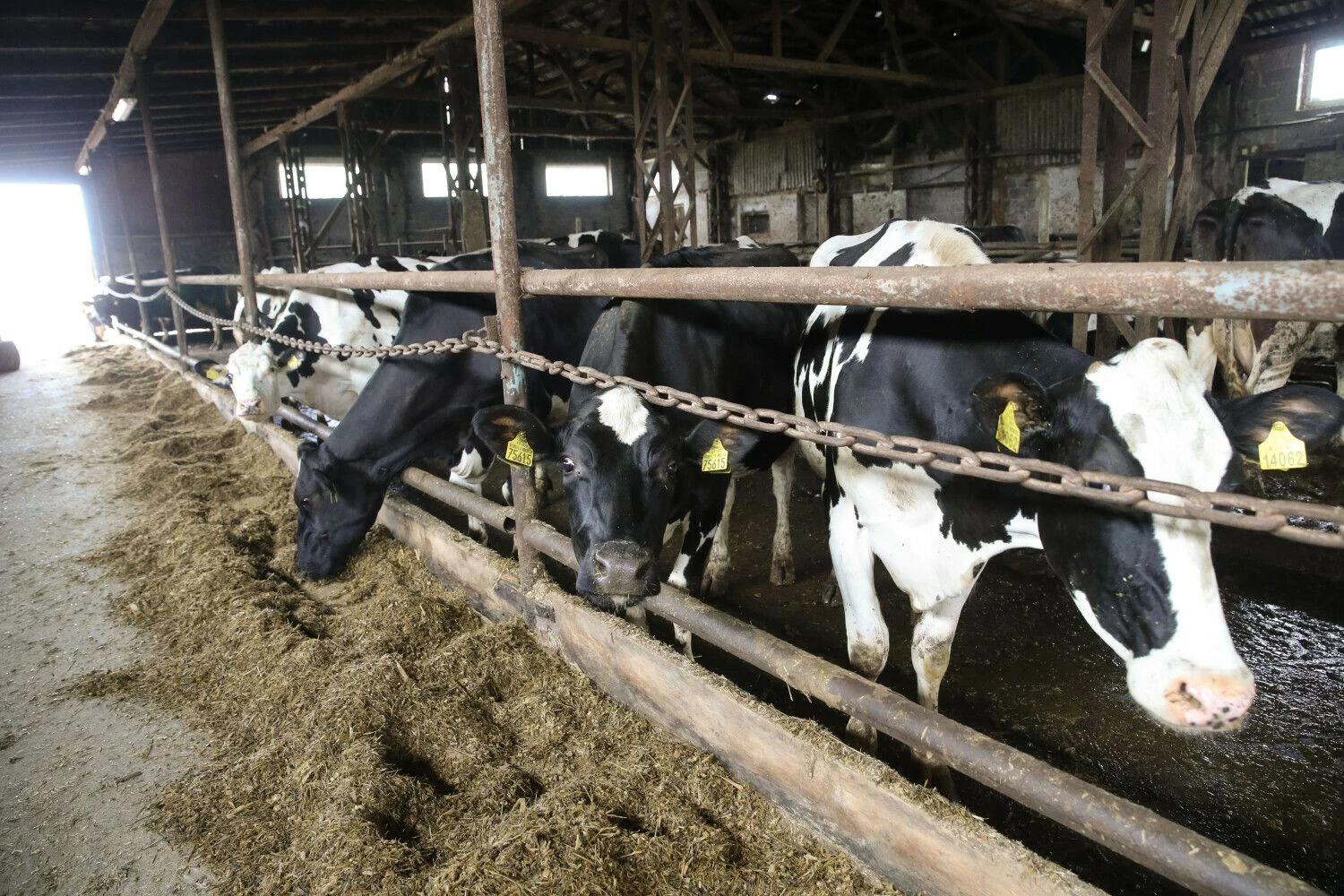 Vladimiro Ivanovo (VŽ) nuotr.