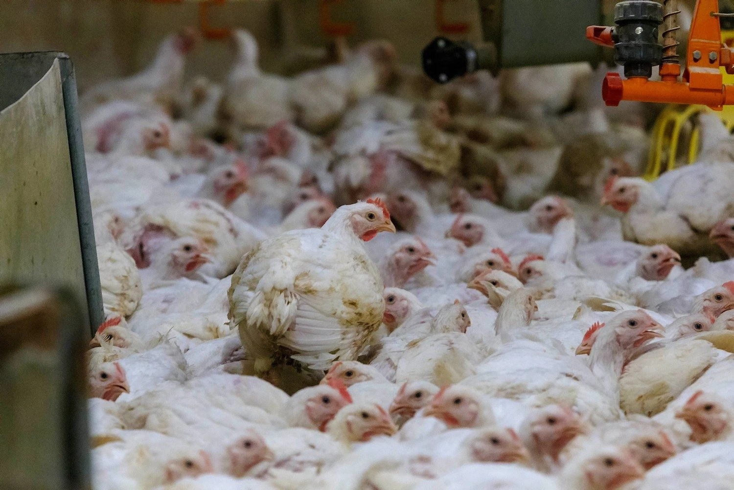 Vladimiro Ivanovo (VŽ) nuotr.