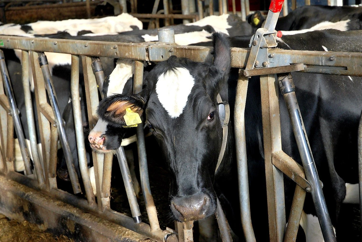 Lietuvos ūkininkai gali atgauti tiesioginės paramos dalį, kuri jiems buvo neteisėtai sumažinta. Visų Lietuvos ūkininkų negauta parama už 2012 m. siekia virš 13 mln. Eur.  Arūno Milašiaus nuotr.
