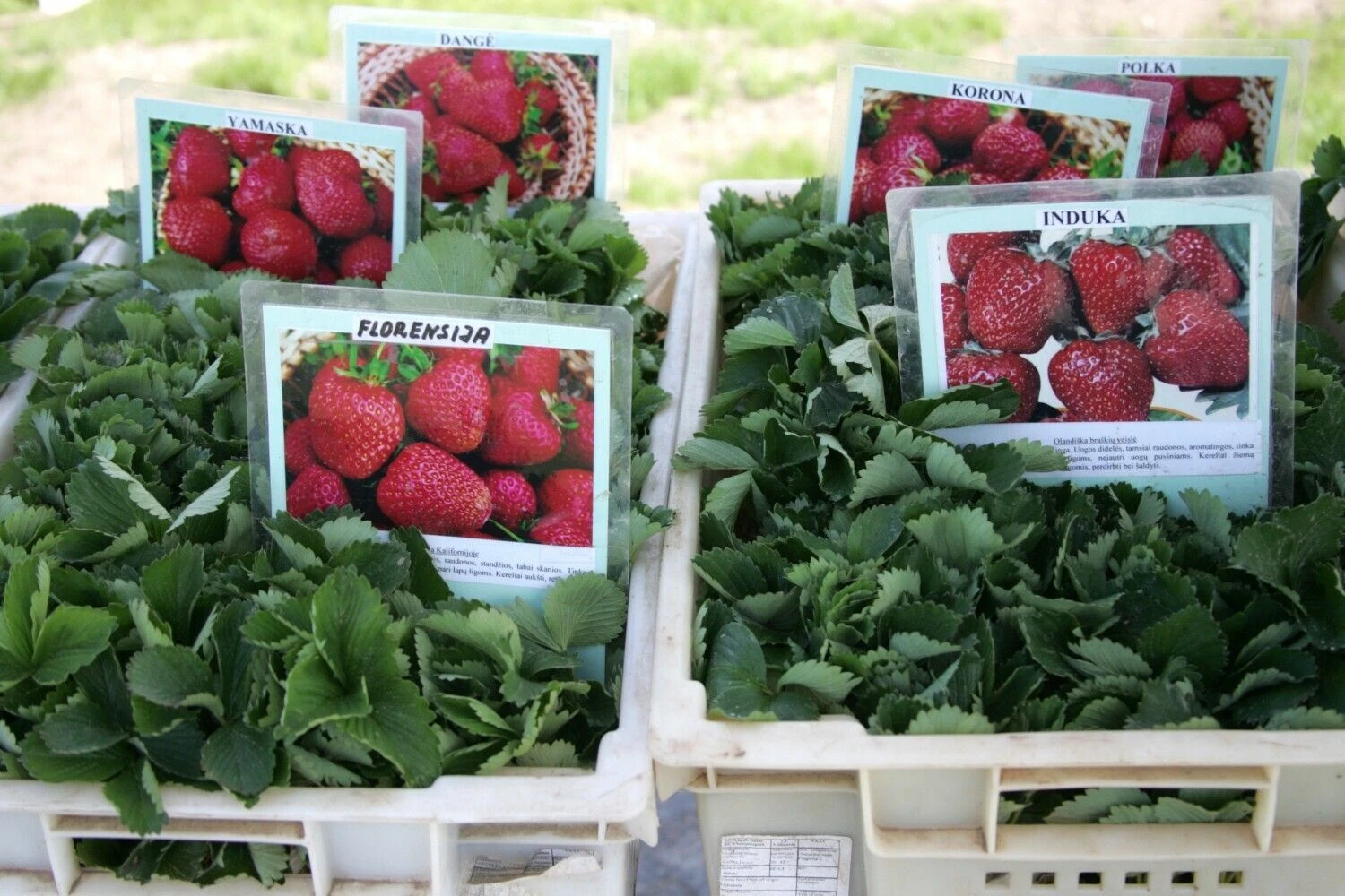 Algimanto Barzdžiaus (VŽ) nuotr.