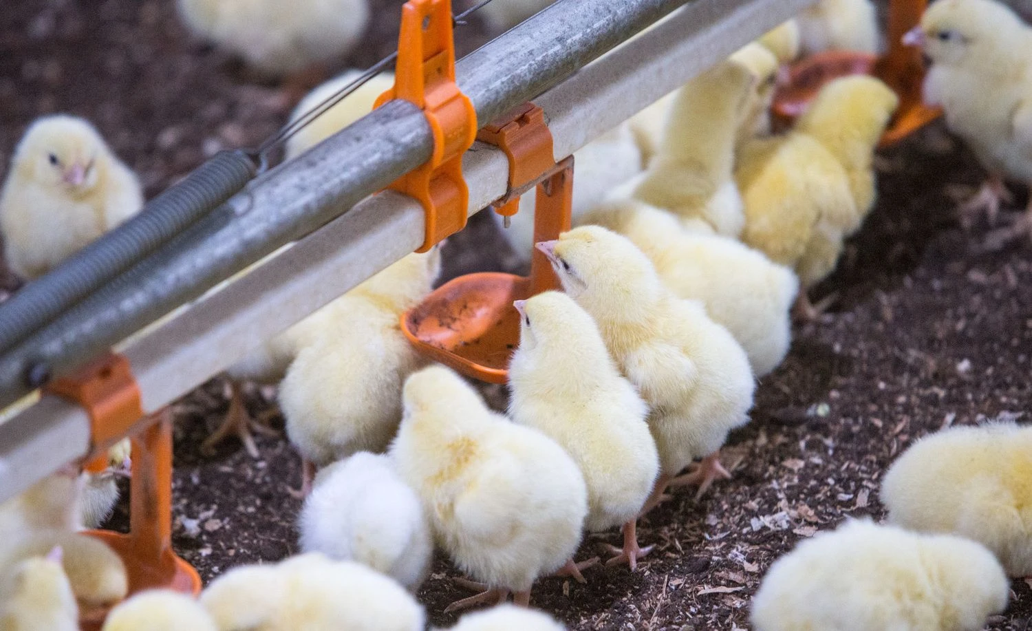 Juditos Grigelytės nuotr. 