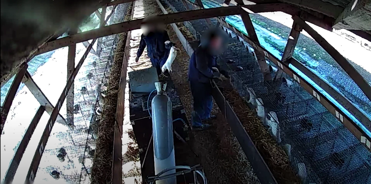 „Tušti narvai“ įrašo stop kadras.