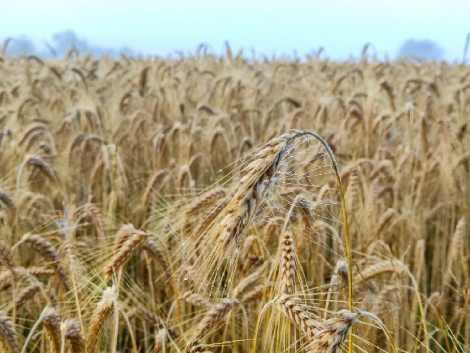 Vladimiro Ivanovo (VŽ) nuotr.