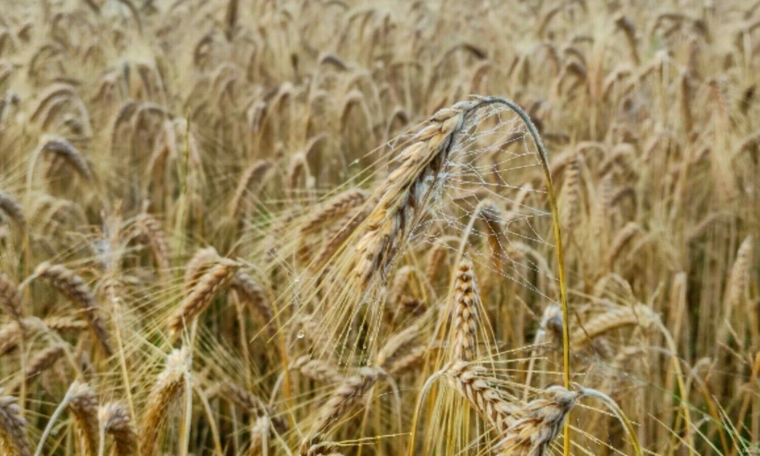 Vladimiro Ivanovo (VŽ) nuotr.