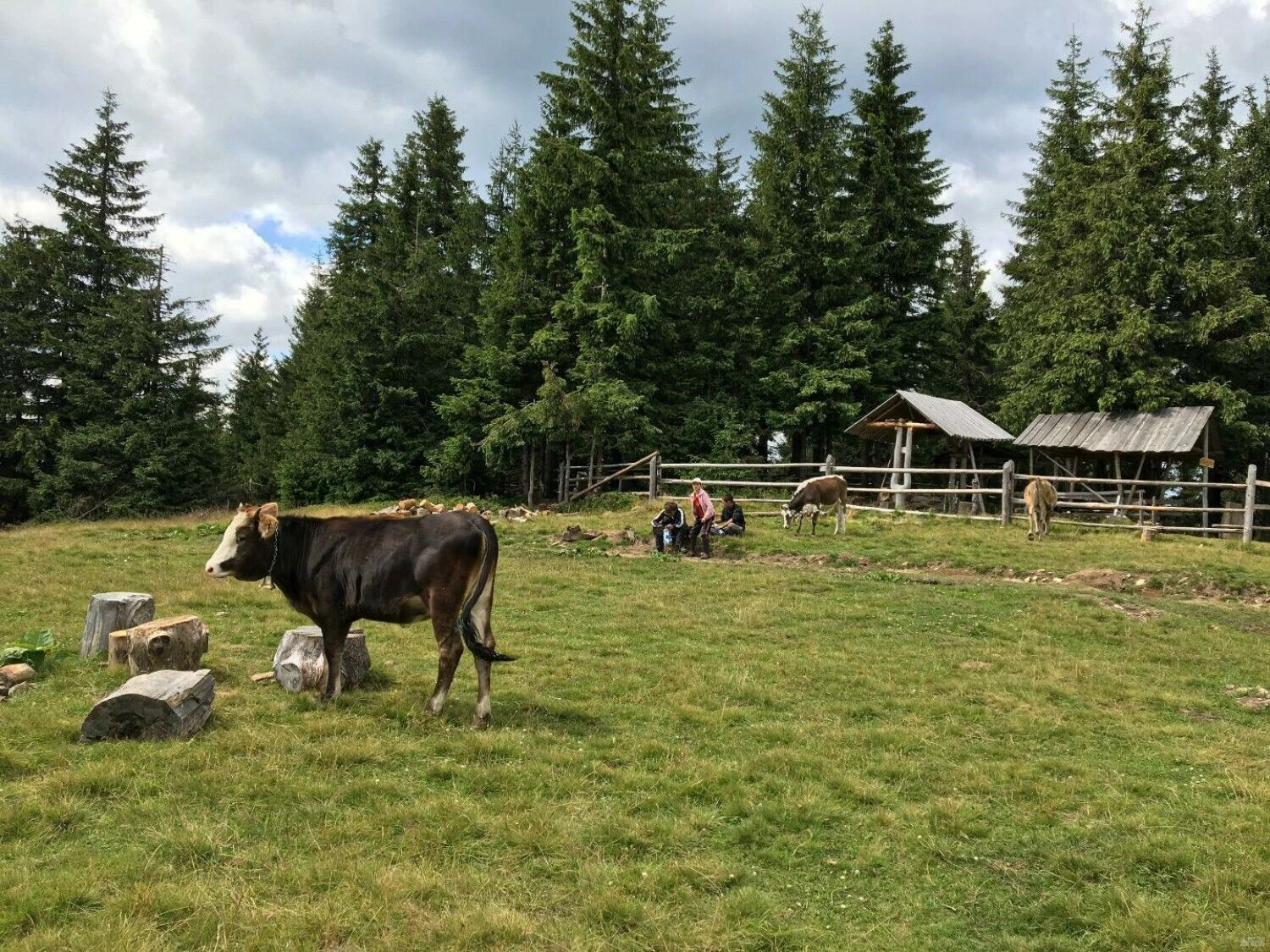 Naminiai gyvūnai. Vladimiro Ivanovo (VŽ) nuotr.