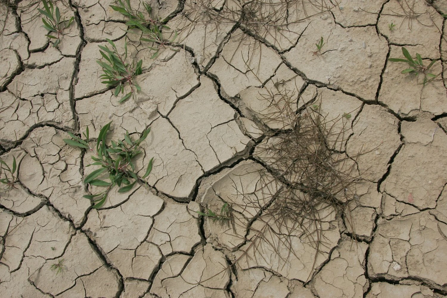 Juditos Grigelytės (VŽ) nuotr.