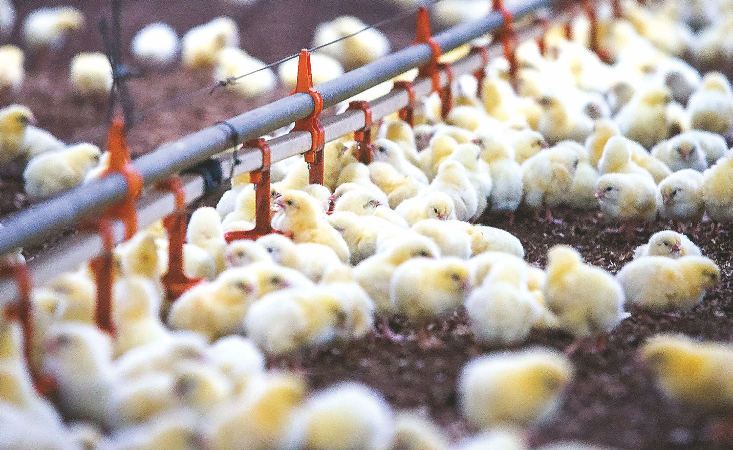 Lietuvos paukštininkams daugiau nerimo kelia ne konkurencija su kitais ES gamintojais, bet galimas Europos rinkos atvėrimas amerikiečiams. Juditos Grigelytės (VŽ) nuotr.