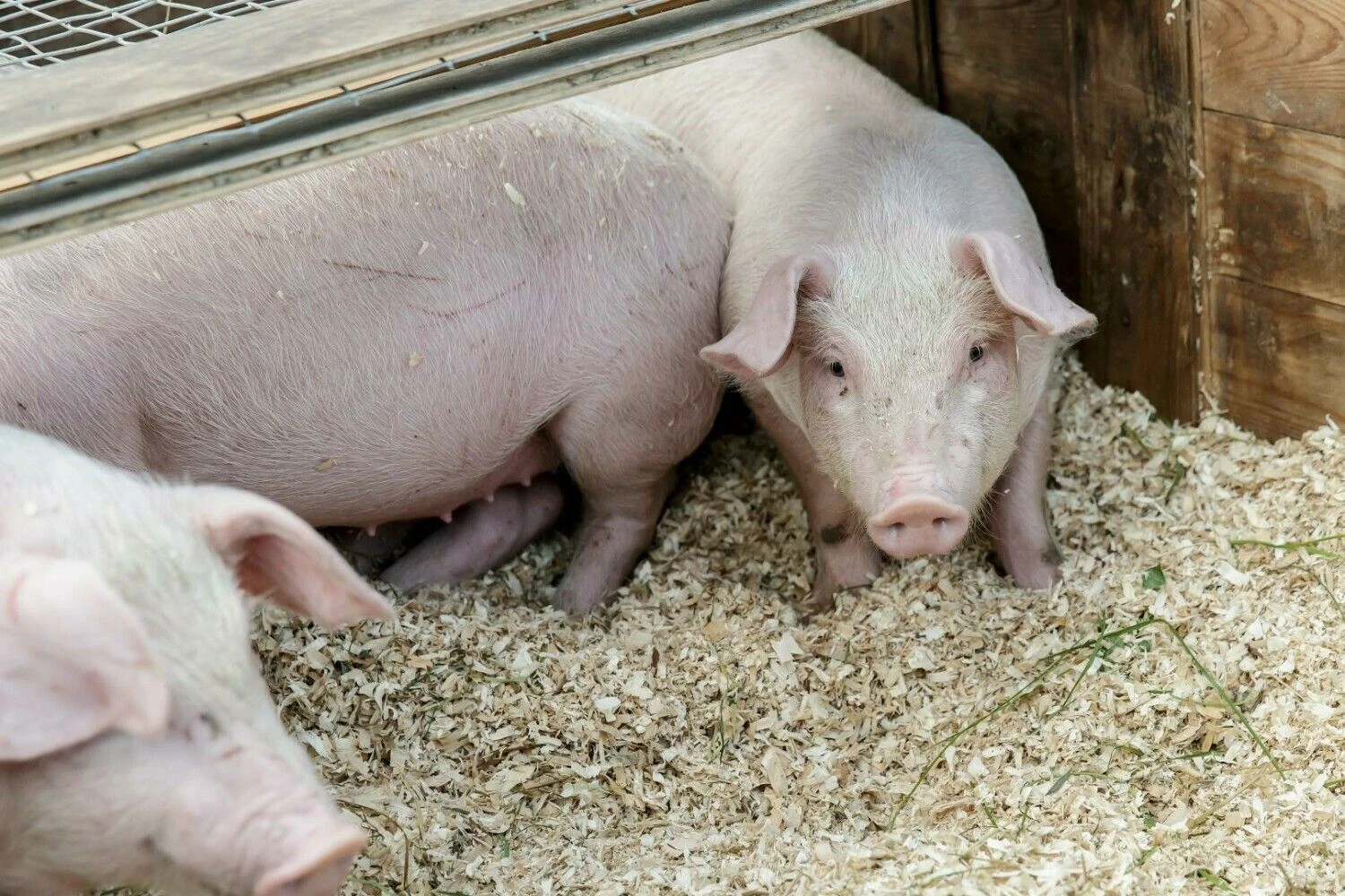 Vladimiro Ivanovo (VŽ) nuotr.