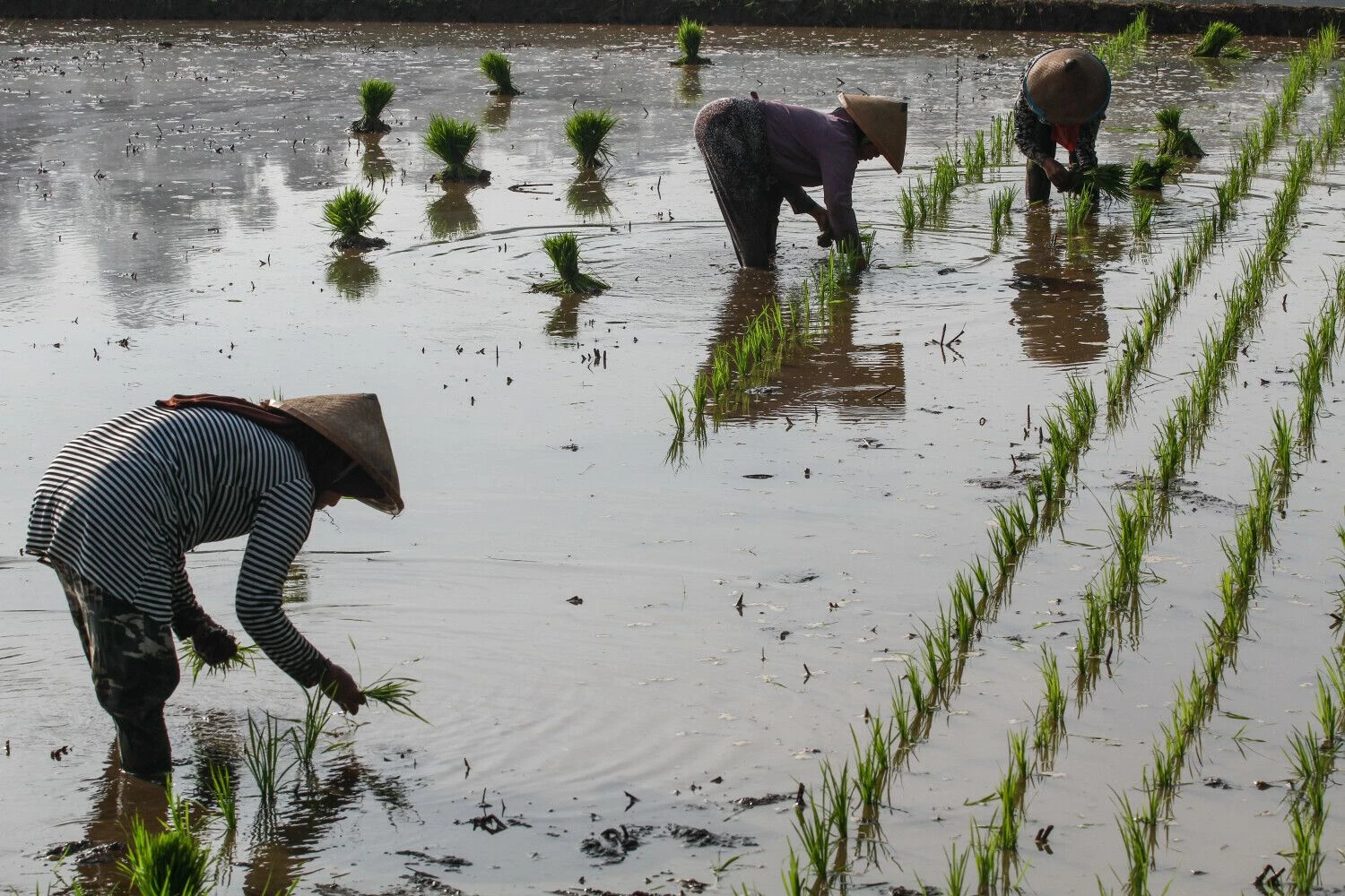 Algi Febri Sugita („Zuma“ / „Scanpix“) nuotr.