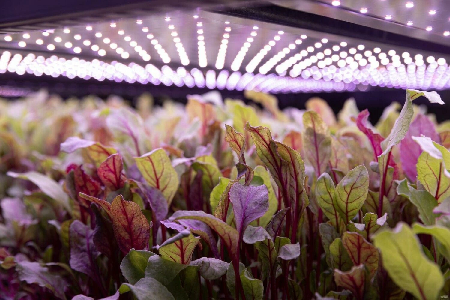 „Leafood“ vertikalus ūkis Vilniuje. Juditos Grigelytės (VŽ) nuotr.