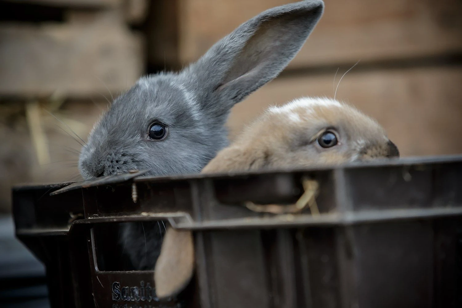 Vladimiro Ivanovo (VŽ) nuotr.