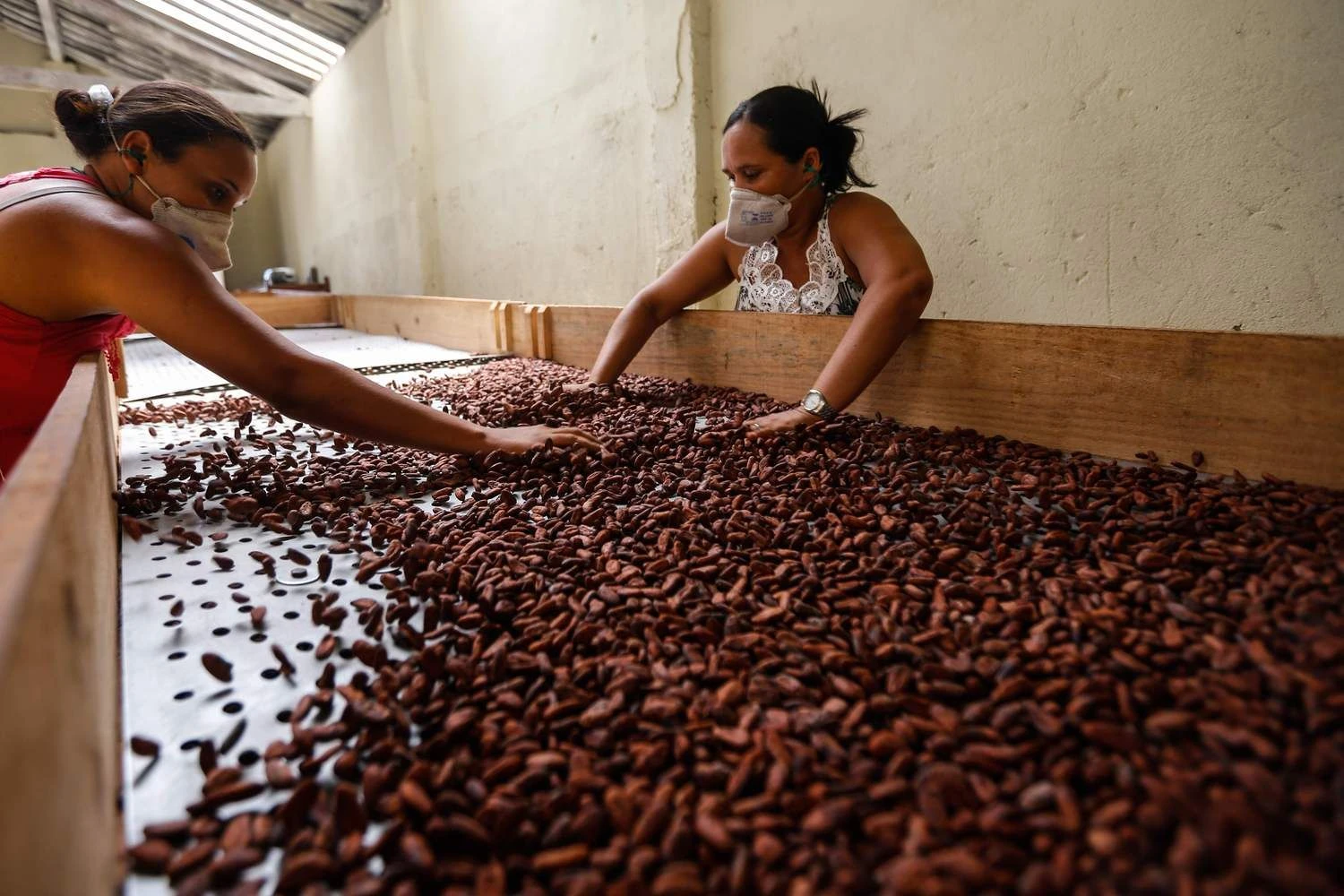 2018 m. pasaulyje kakavos pupelių buvo eksportuota už 15,1 mlrd. eurų. AFP nuotr.