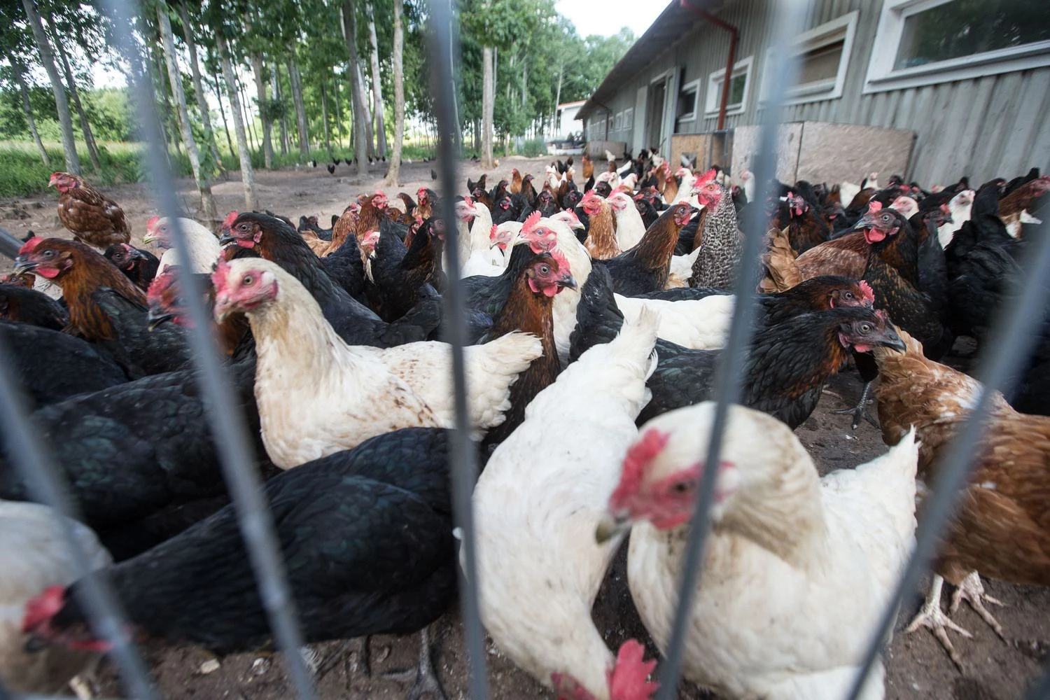 Juditos Grigelytės (VŽ) nuotr.