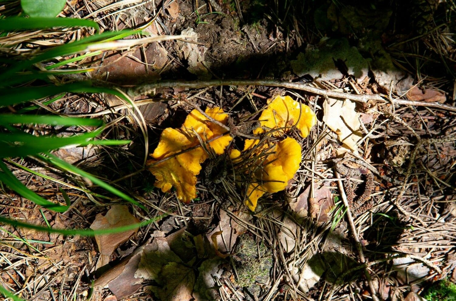 Juditos Grigelytės (VŽ) nuotr.