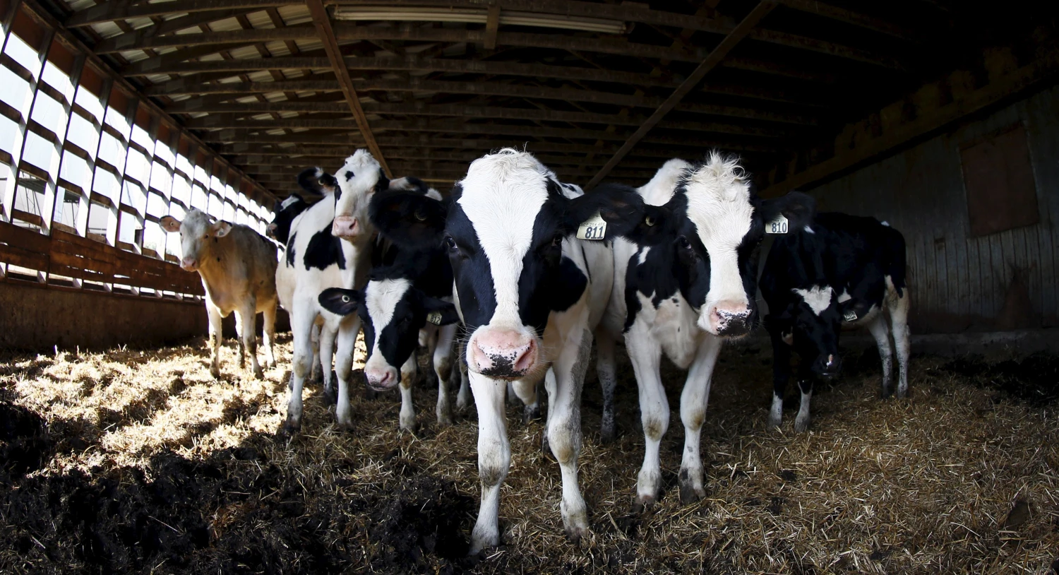 Mathieu Belangerio („Reuters“ / „Scanpix“) nuotr.