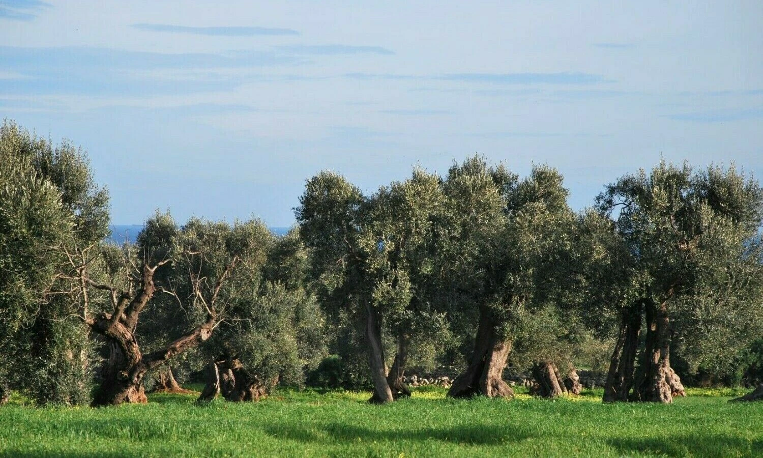 Apulijos (Italija) alyvmedžiai. Beatričės Laurinavičienės (VŽ) nuotr.