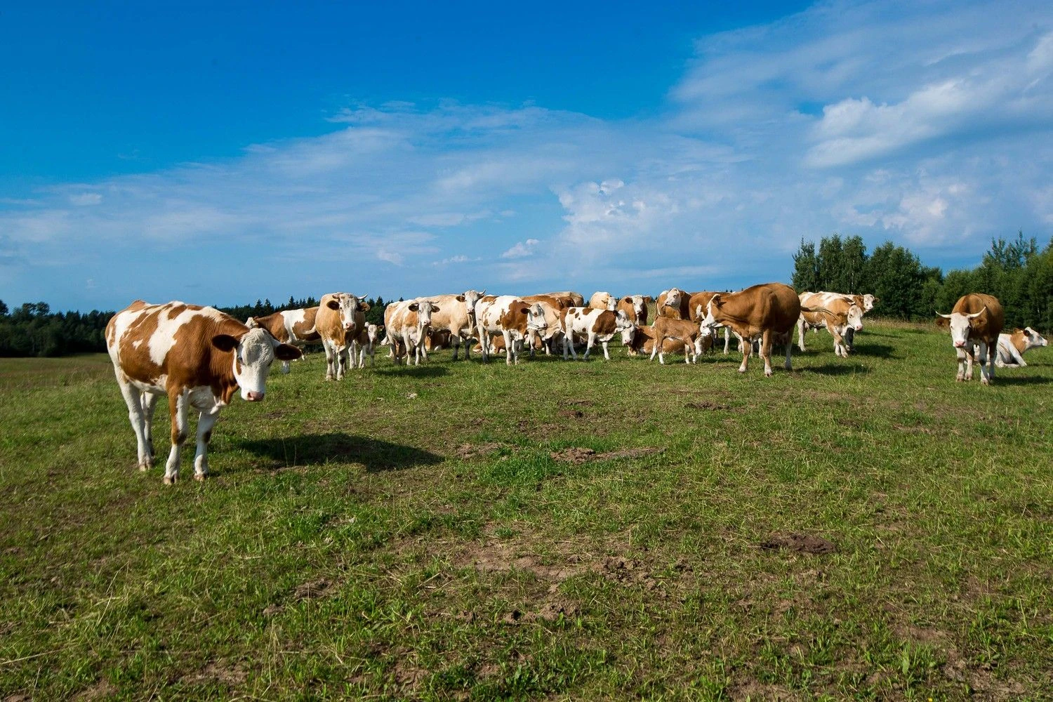 Vladimiro Ivanovo (VŽ) nuotr.
