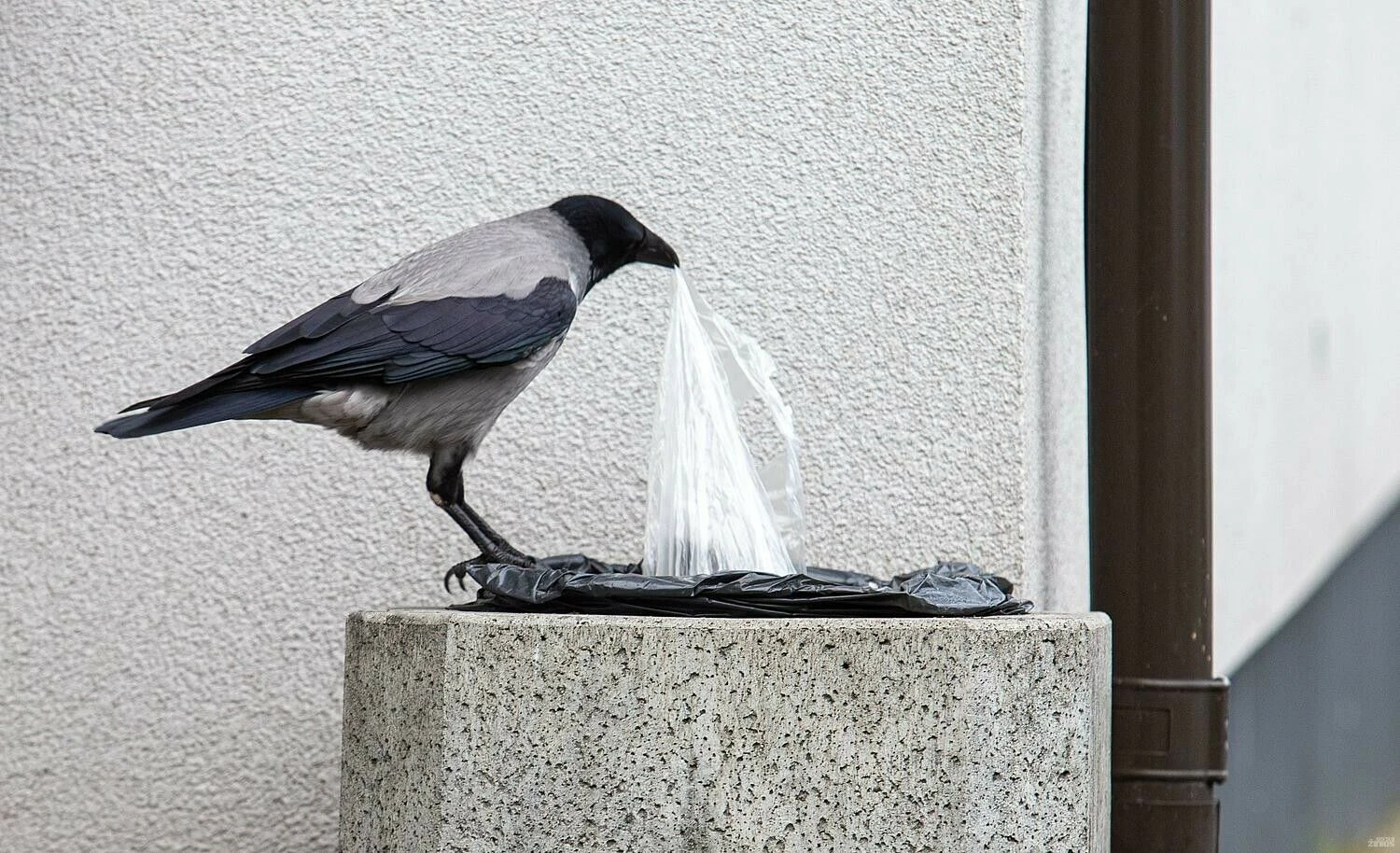 Juditos Grigelytės (VŽ) nuotr.