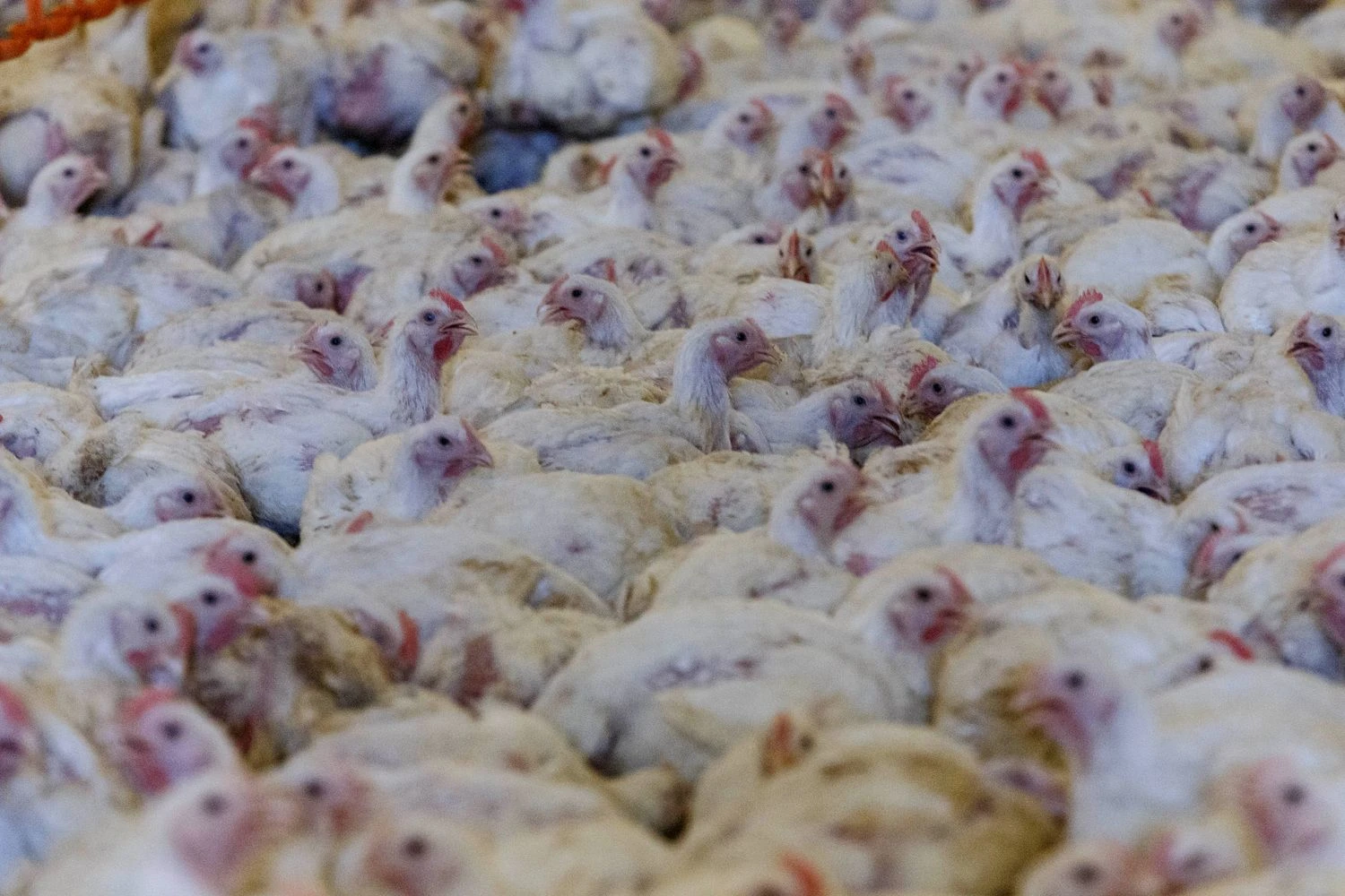 Vladimiro Ivanovo (VŽ) nuotr.