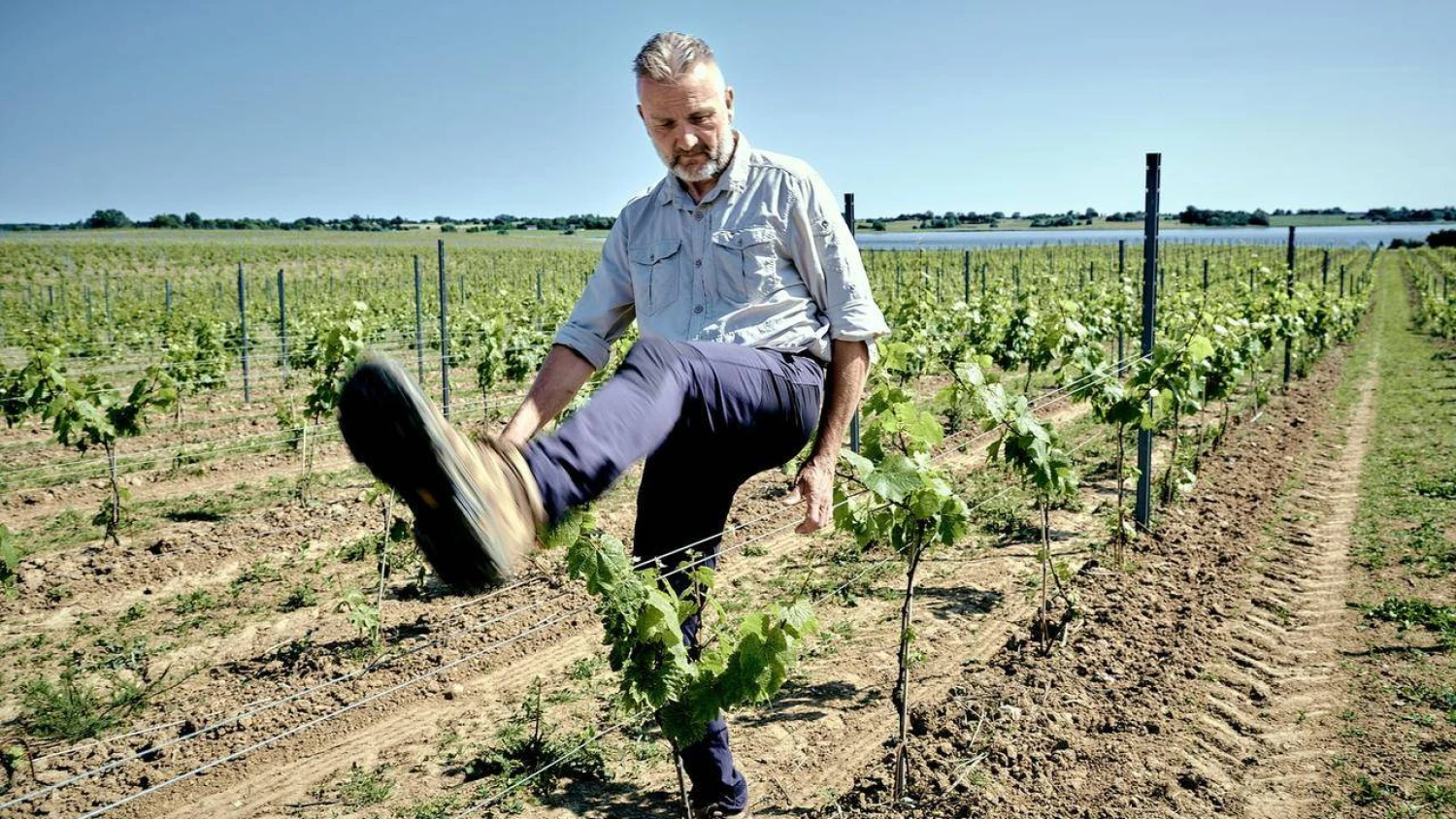 Hansas Christianas Ambjergas 'Chardonnay' vynuogynuose Miono saloje. Magnuso Mollerio / „Borsen“ nuotr.
