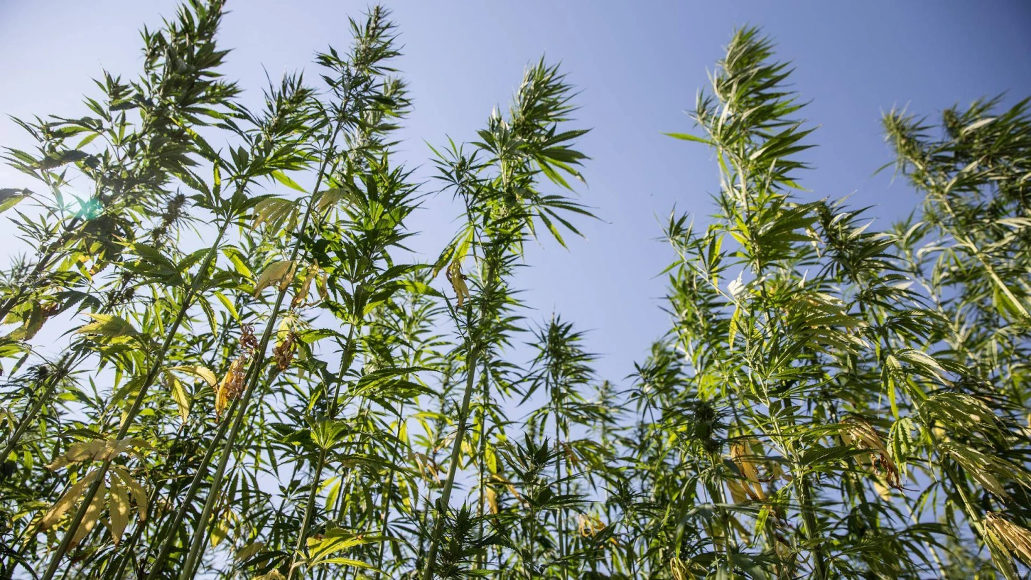 Pluoštinės kanapės. Juditos Grigelytės (VŽ) nuotr.