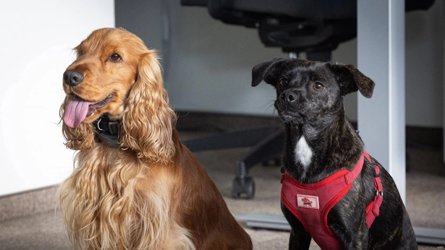 Vladimiro Ivanovo (VŽ) nuotr.