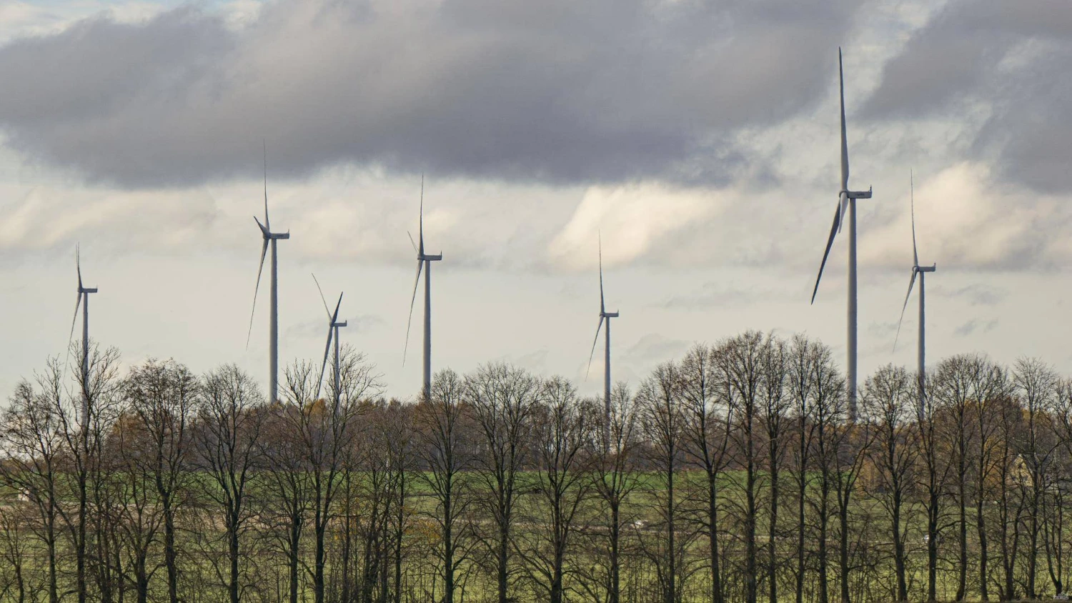 Algimanto Kalvaičio nuotr.