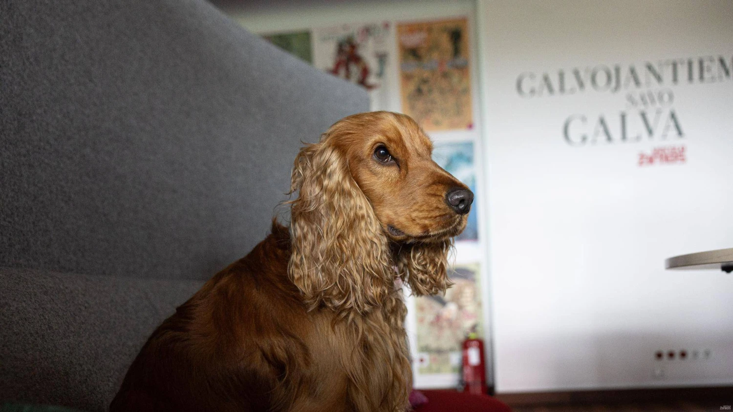 Liūtis. Vladimiro Ivanovo (VŽ) nuotr.