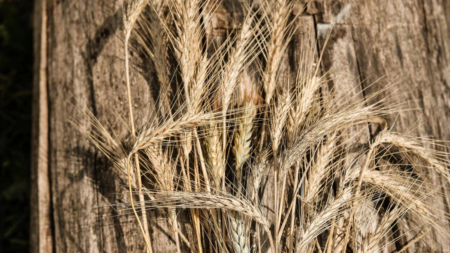 Vladimiro Ivanovo (VŽ) nuotr.