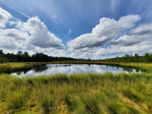Pelkė. Ingos Labutytės-Atkočaitienės (VŽ) nuotr. 