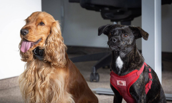 ES susitarė dėl kačių ir šunų apsaugos