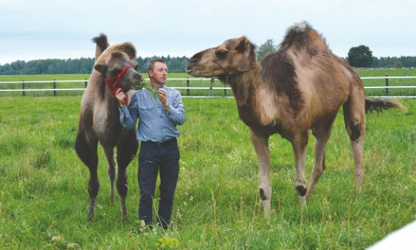 Ūkininkas Raimondas Neverdauskas augina alpakas, lamas ir kupranugarius. Asmeninio archyvo nuotr.