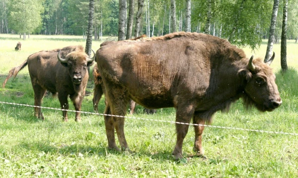 Arūnos Švelnos (BNS) nuotr.