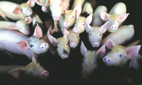 Trečiojoje zonoje atsidūrę augintojai produkcijos negali eksportuoti. „Reuters“/ „Stringer“ nuotr. 