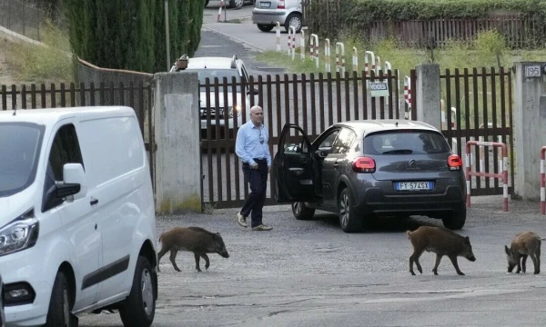 Šernai viename iš Romos priemiesčių. Gregorio Borgios (AP / „Scanpix“) nuotr.