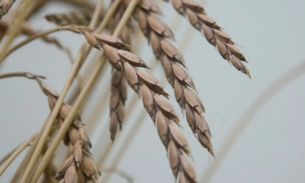 Juditos Grigelytės (VŽ) nuotr.