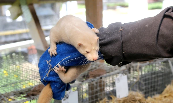 Kol kas mūsų šalyje dar nėra kailinių žvėrelių auginimo ūkių bankrotų, tačiau dauguma ūkininkų jau sumažino veislines audinių bandas. Algimanto Barzdžiaus nuotr.