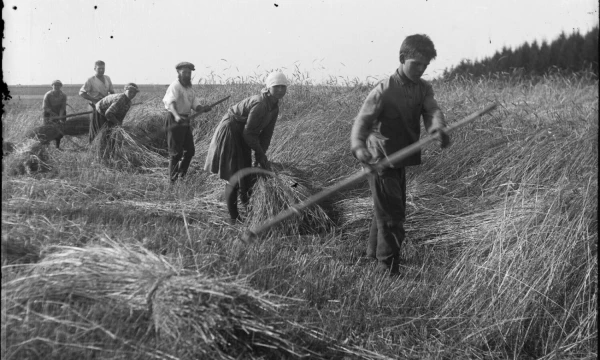Rugių rišimas į gubas laikytas bene sunkiausiu darbu moteriai. Balys Buračas. Nacionalinio M. K. Čiurlionio dailės muziejaus archyvas.