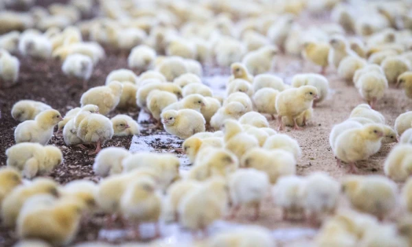 Juditos Grigelytės (VŽ) nuotr. 