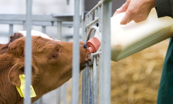 Juditos Grigelytės (VŽ) nuotr.