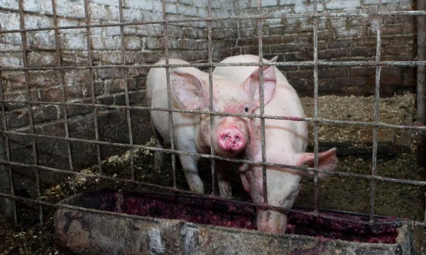 Juditos Grigelytės (VŽ) nuotr. 