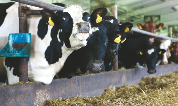 Net ir mažėjant karvių skaičiui pieno primelžiama vis daugiau. Juditos Grigelytės (VŽ) nuotr.