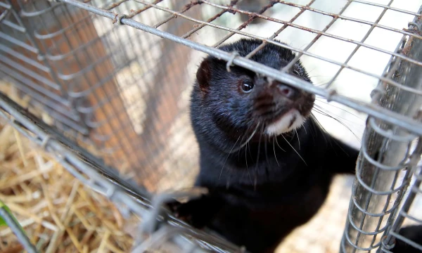 Juditos Grigelytės (VŽ) nuotr. 