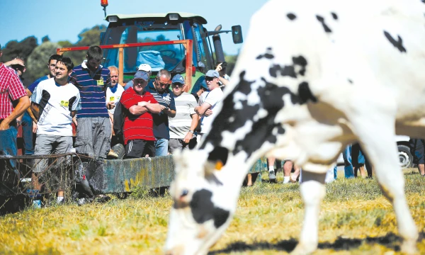 Pieno gamyba ES šiemet ūgtels, tačiau kur kas menkiau nei ankstesniais metais. Stephane Mahe („Reuters“ / „Scanpix“) nuotr.