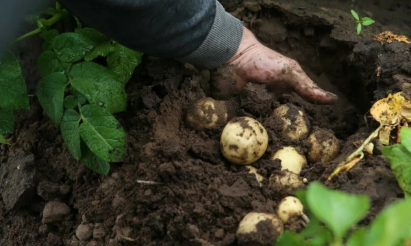Vladimiro Ivanovo (VŽ) nuotr.